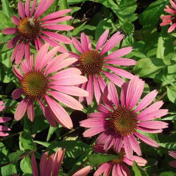 Promesse de Fleurs - Echinacea purpurea Summer Cocktail Pot de 1L/1,5L