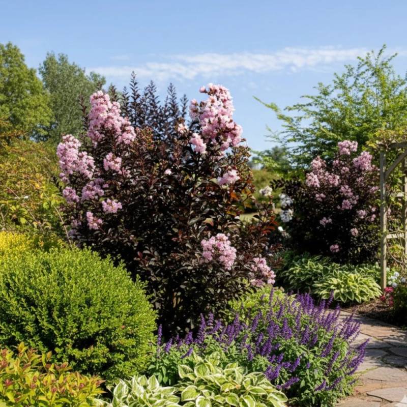 Lilas des indes Moonlight Magic® 'PIILAG-IV', Lagerstroemia à fleurs Rose/Blanche - feuillage Caduc - Pot de 7 L - 1/4 tige - Image 5