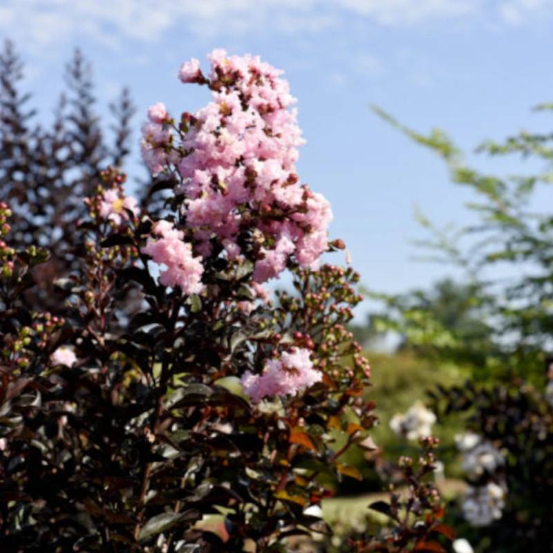 Lilas des indes Moonlight Magic® 'PIILAG-IV', Lagerstroemia à fleurs Rose/Blanche - feuillage Caduc - Pot de 7 L - 1/4 tige - Image 2