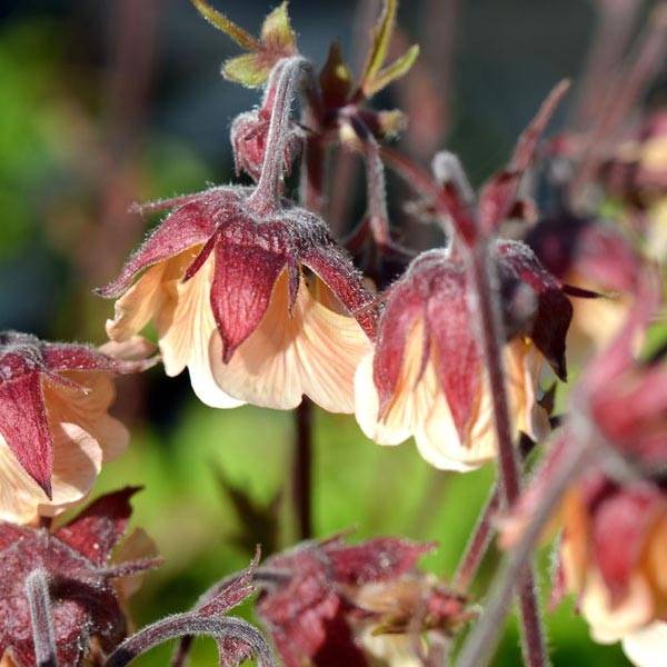 Promesse de Fleurs - Benoîte des rives Coppertone Godet de 8/9 cm