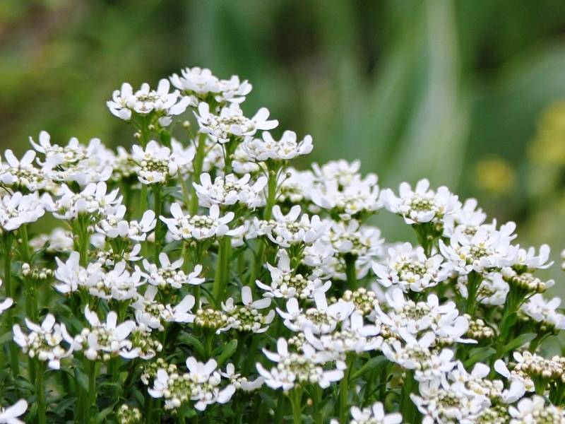 Promesse de Fleurs - Iberis sempervirens Weisser Zwerg - Corbeille d'argent Godet de 8/9 cm