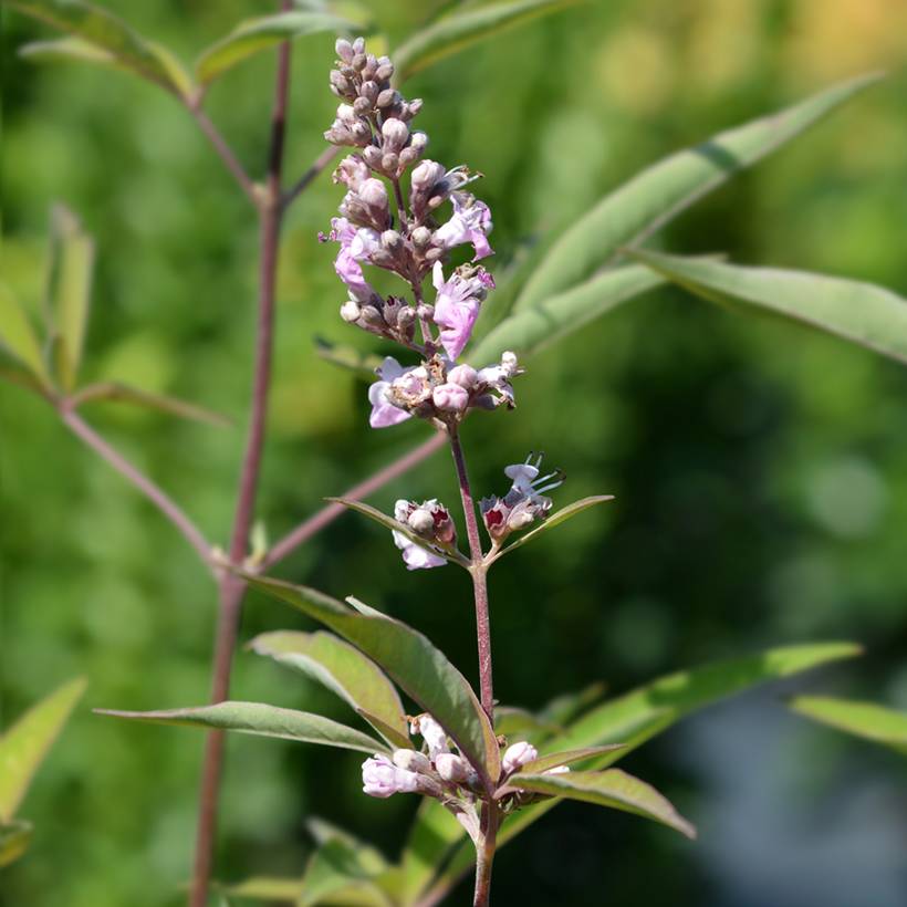 Promesse de Fleurs - Vitex agnus-castus Pink Pinnacle Pot de 3L/4L - Image 1