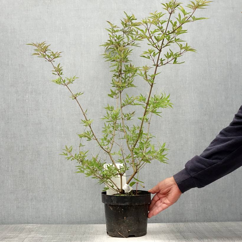 Promesse de Fleurs - Vitex agnus-castus Pink Pinnacle Pot de 3L/4L - Image 2