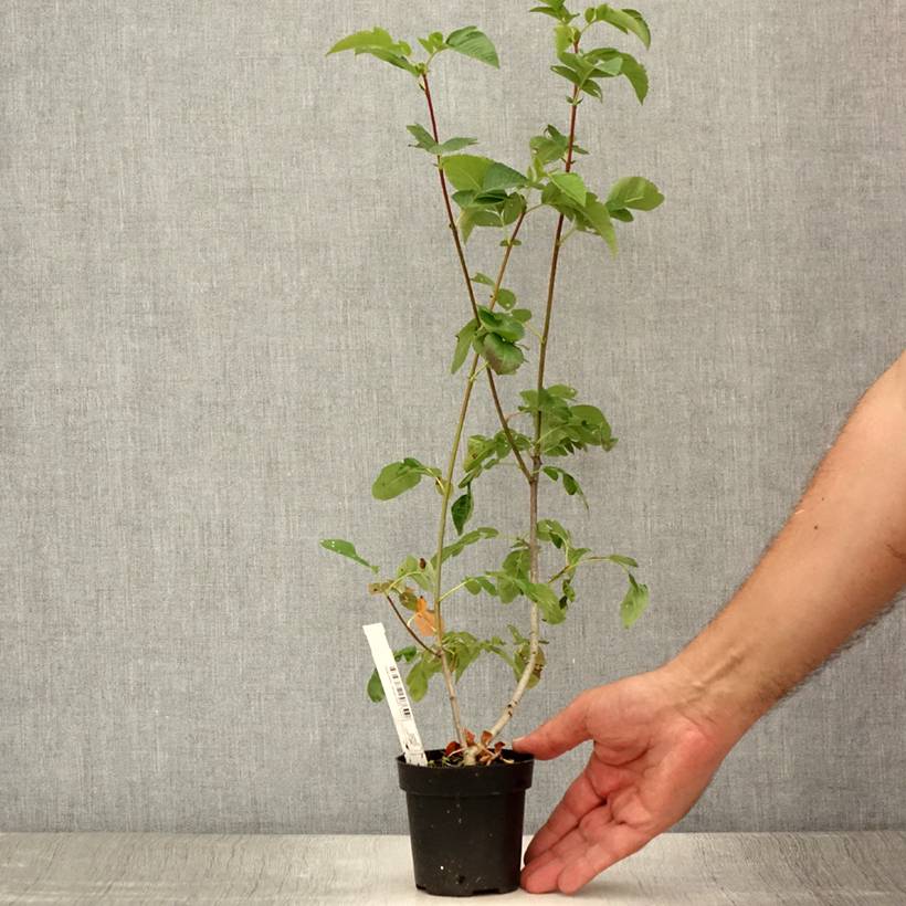 Sorbier hybride - Sorbus Burka Godet de 8/9 cm - Image 2