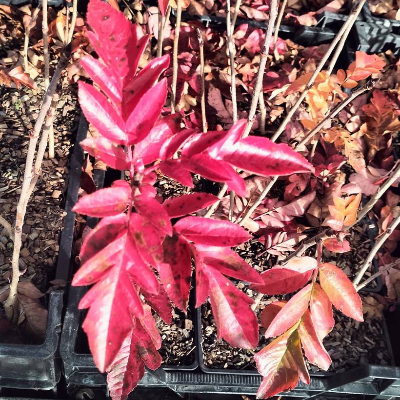 Sorbier hybride - Sorbus Burka Godet de 8/9 cm