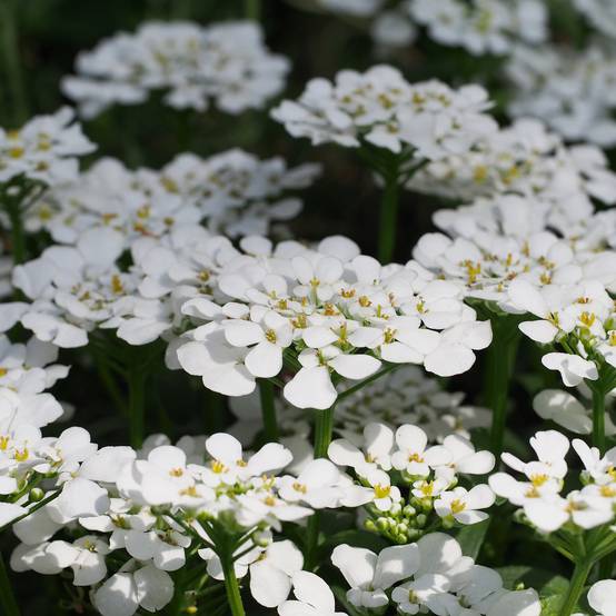Iberis sempervirens Masterpiece - Corbeille d'argent Godet de 8/9 cm