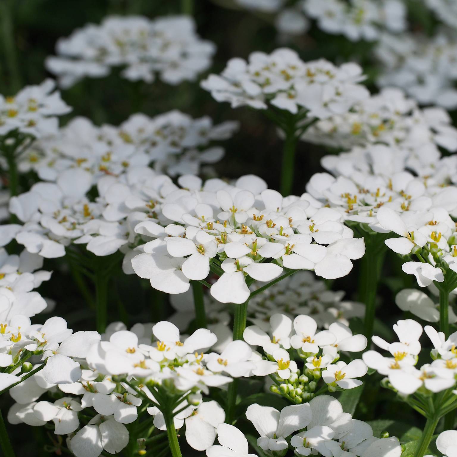 Iberis sempervirens Masterpiece - Corbeille d'argent  Godet de 8/9 cm