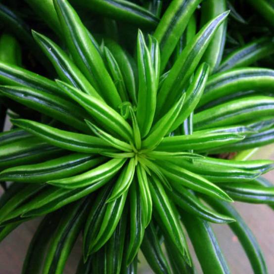 Gardenersdream - Peperomia Happy Bean Iplante D'Intérieur| Plantes Premium | 15-25 Cm En Pot - GardenersDream - Image 3