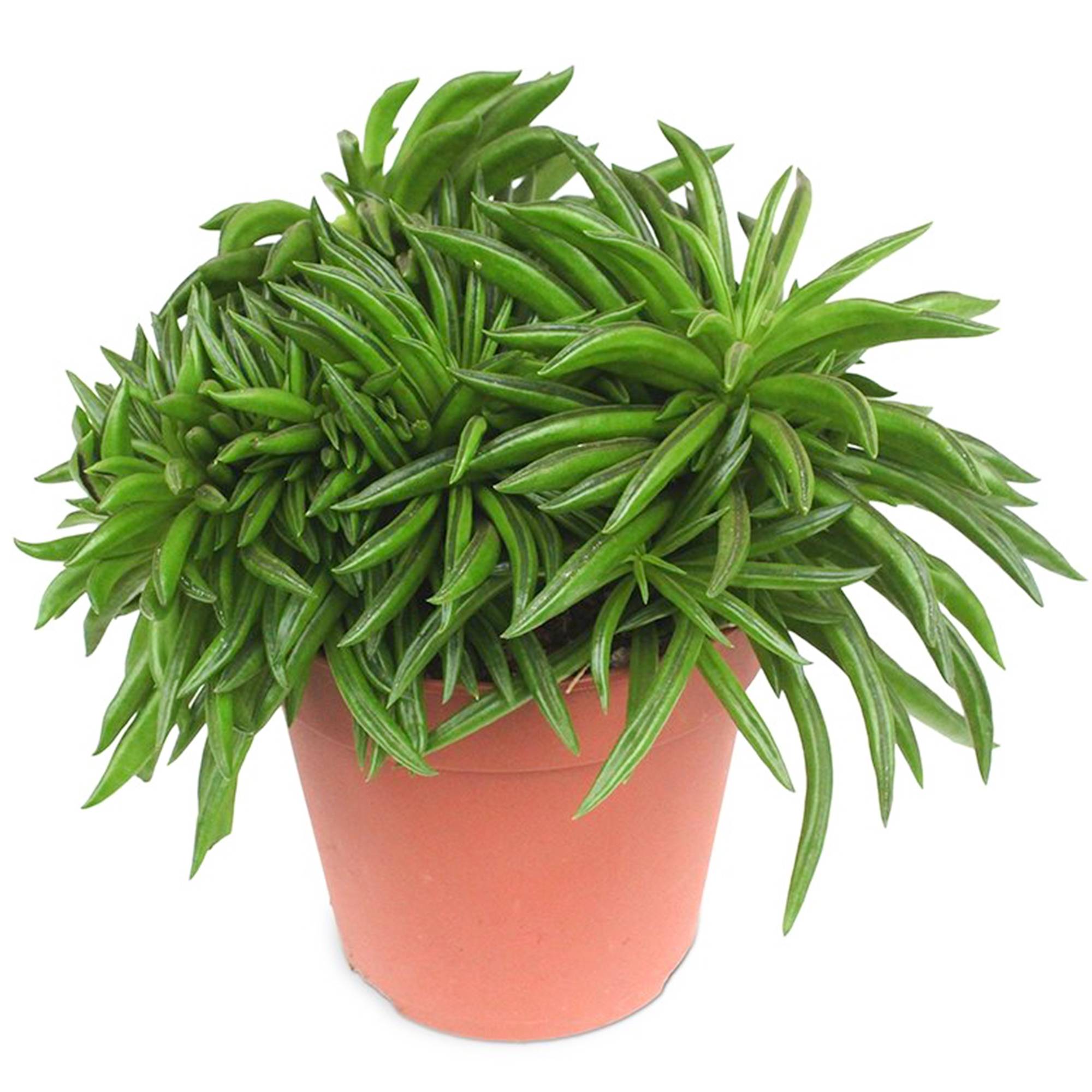 Gardenersdream - Peperomia Happy Bean Iplante D'Intérieur| Plantes Premium | 15-25 Cm En Pot - GardenersDream - Image 2