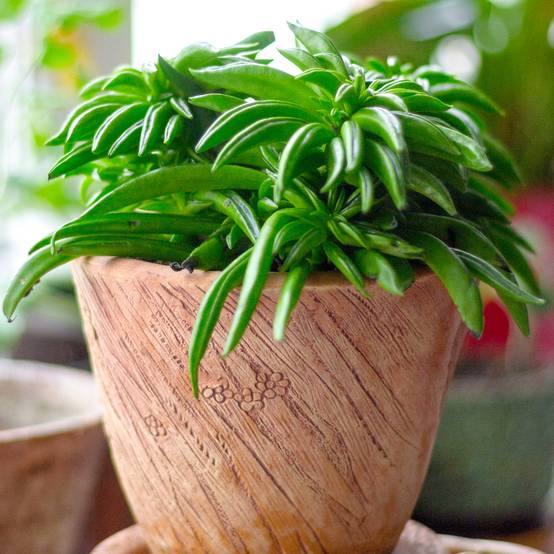 Gardenersdream - Peperomia Happy Bean Iplante D'Intérieur| Plantes Premium | 15-25 Cm En Pot - GardenersDream - Image 1
