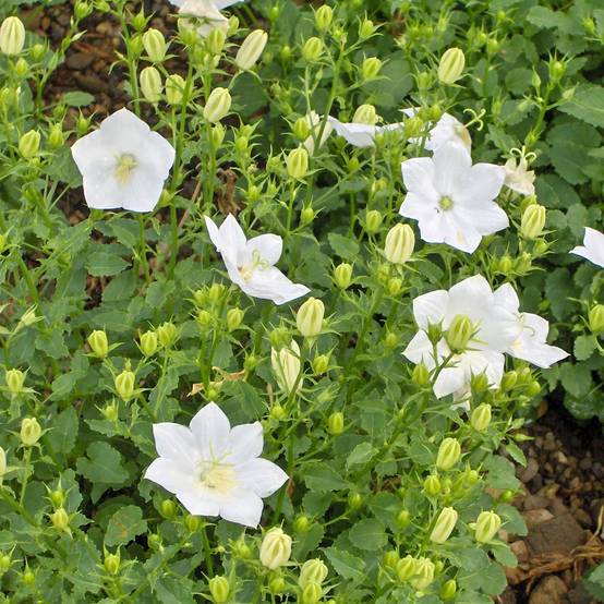 Campanule carpatica Alba - Campanule des Carpates Godet de 8/9 cm