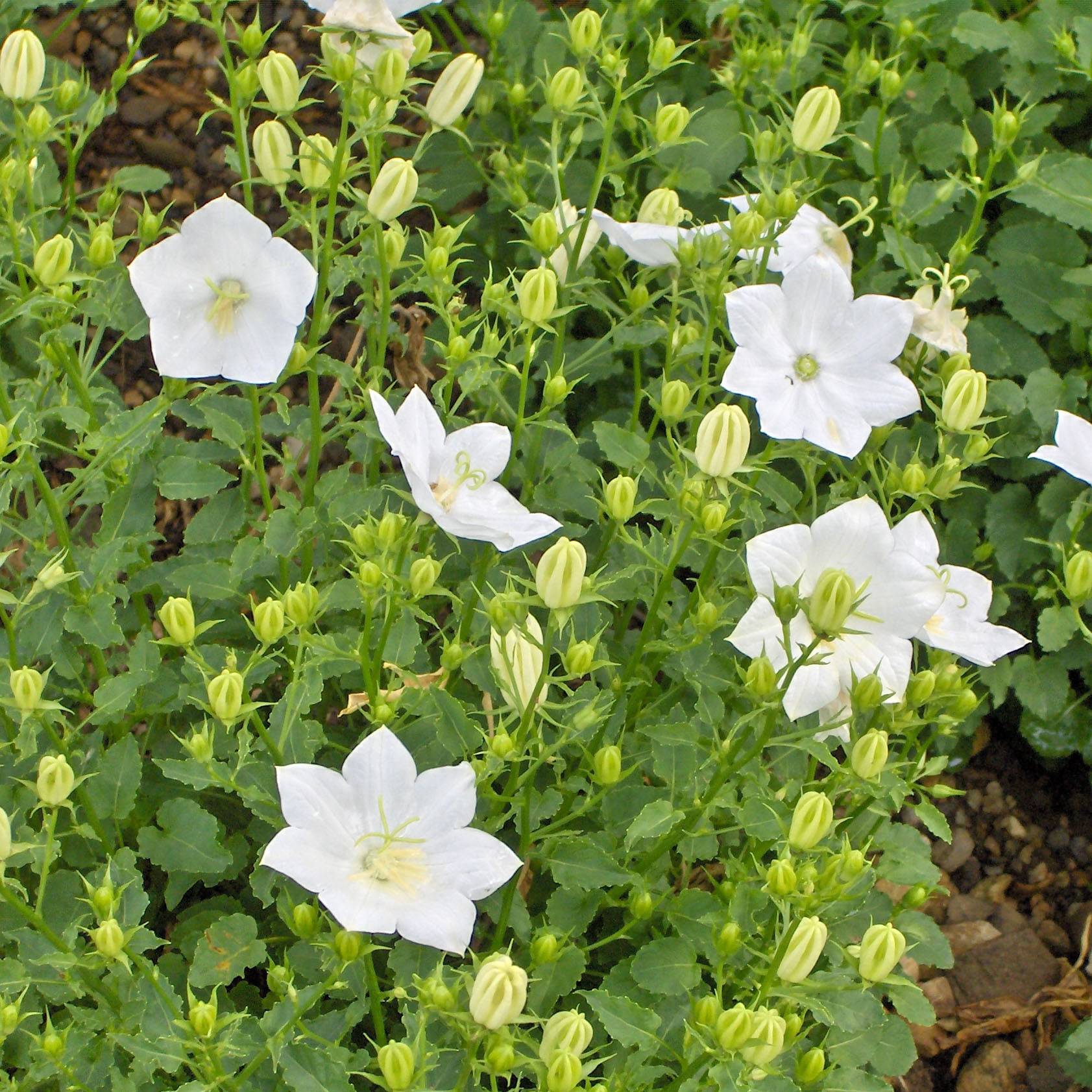 Campanule carpatica Alba - Campanule des Carpates Godet de 8/9 cm