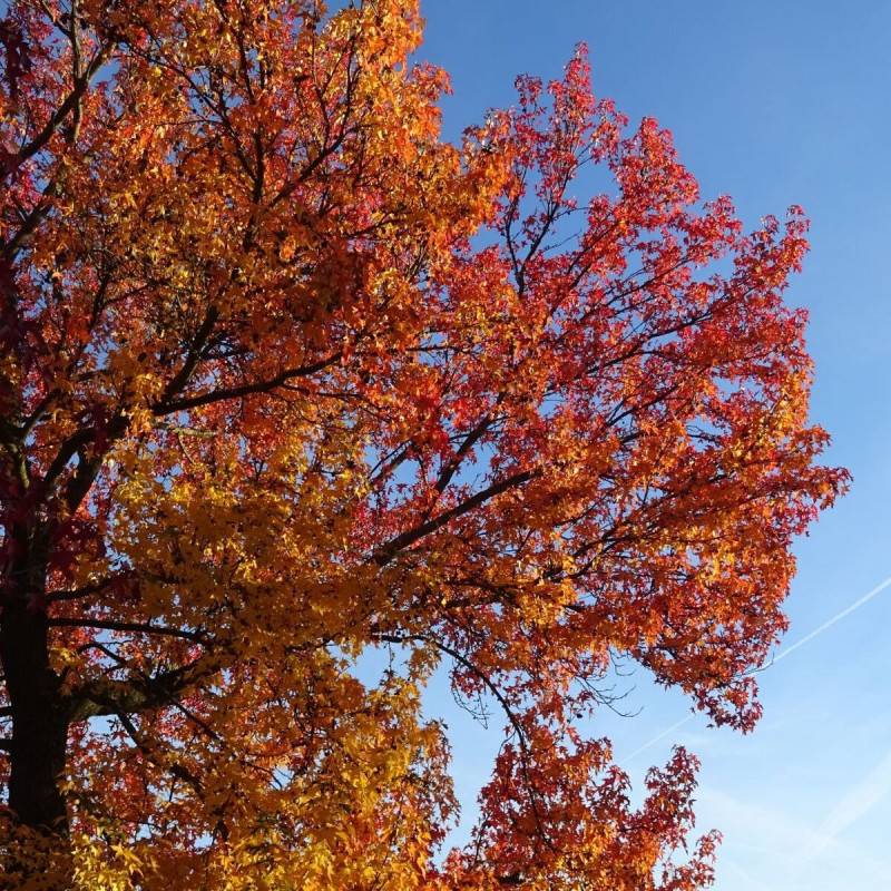 Copalme d'Amérique Worplesdon, Liquidambar - Pot de 10L - 125/150 cm - Image 6