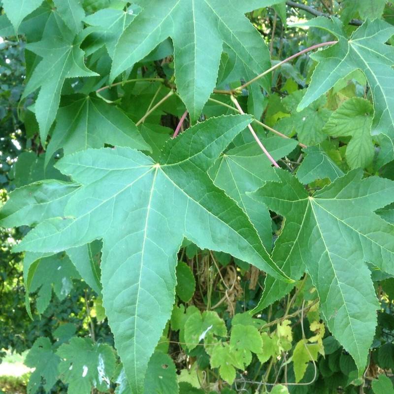 Copalme d'Amérique Worplesdon, Liquidambar - Pot de 10L - 125/150 cm - Image 1
