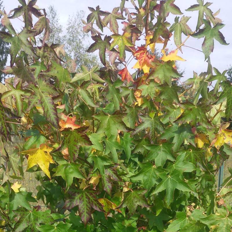 Copalme d'Amérique Worplesdon, Liquidambar - Pot de 10L - 125/150 cm - Image 4