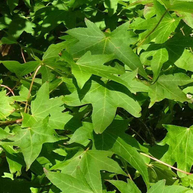 Copalme d'Amérique Worplesdon, Liquidambar - Pot de 10L - 125/150 cm - Image 5