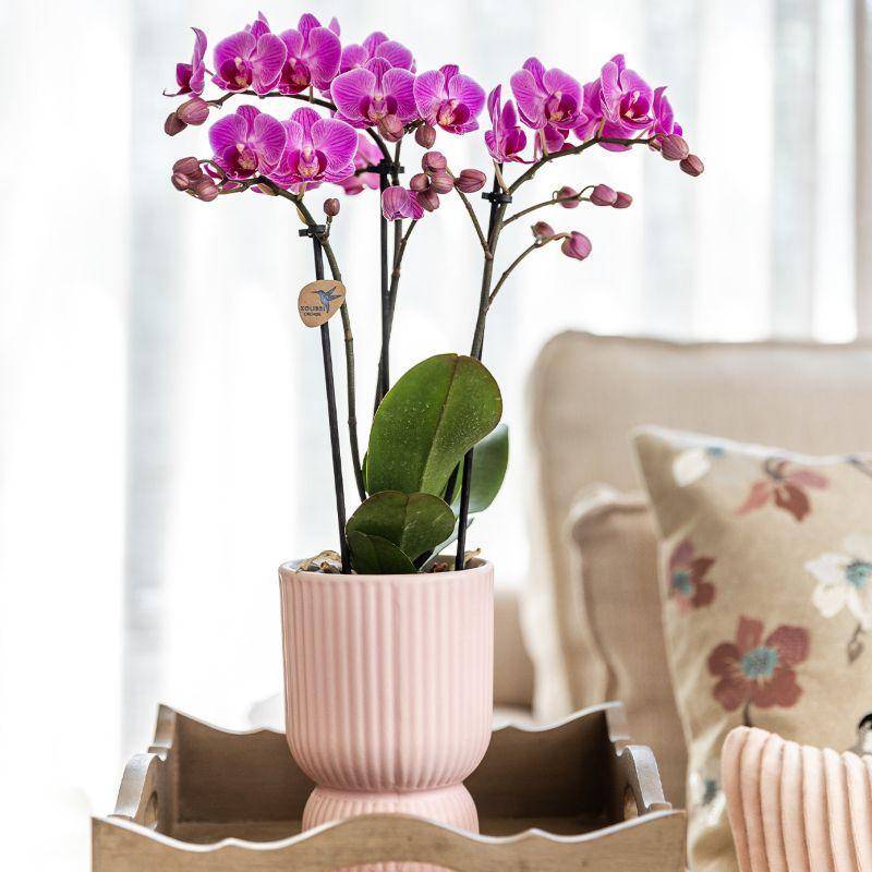 Set d'Orchidées Phalaenopsis Roses en Pots Roses sur Plateau Blanc- La Green Touch - Image 3