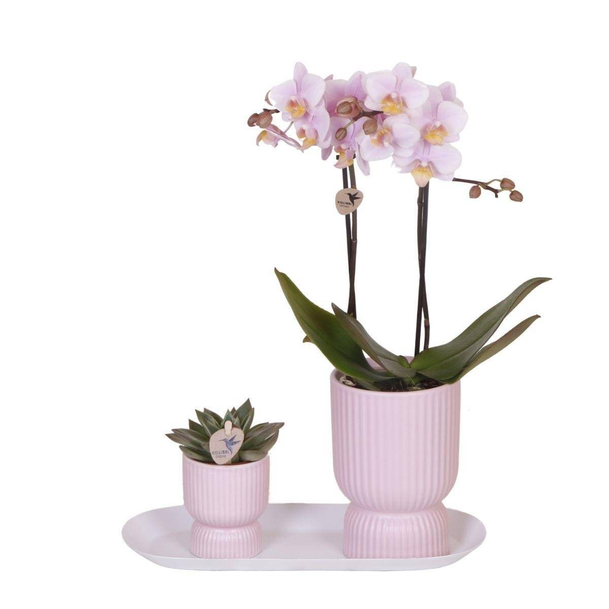 Set d'Orchidées Phalaenopsis Roses en Pots Roses sur Plateau Blanc- La Green Touch