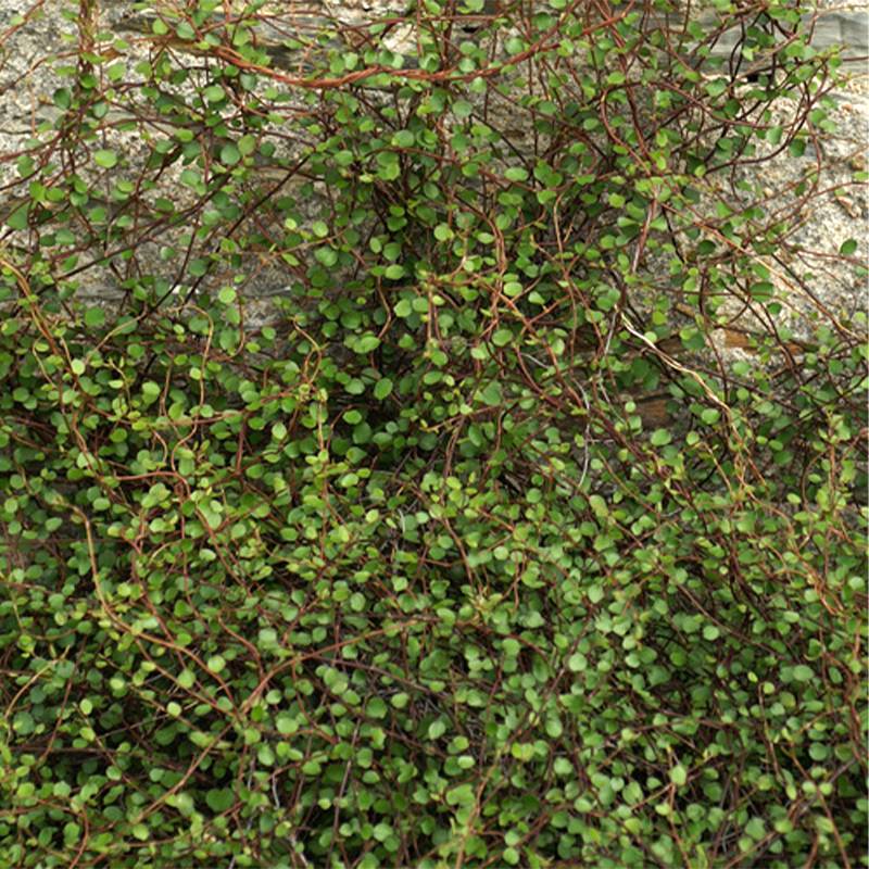 Promesse de Fleurs - Muehlenbeckia complexa  Godet de 8/9 cm