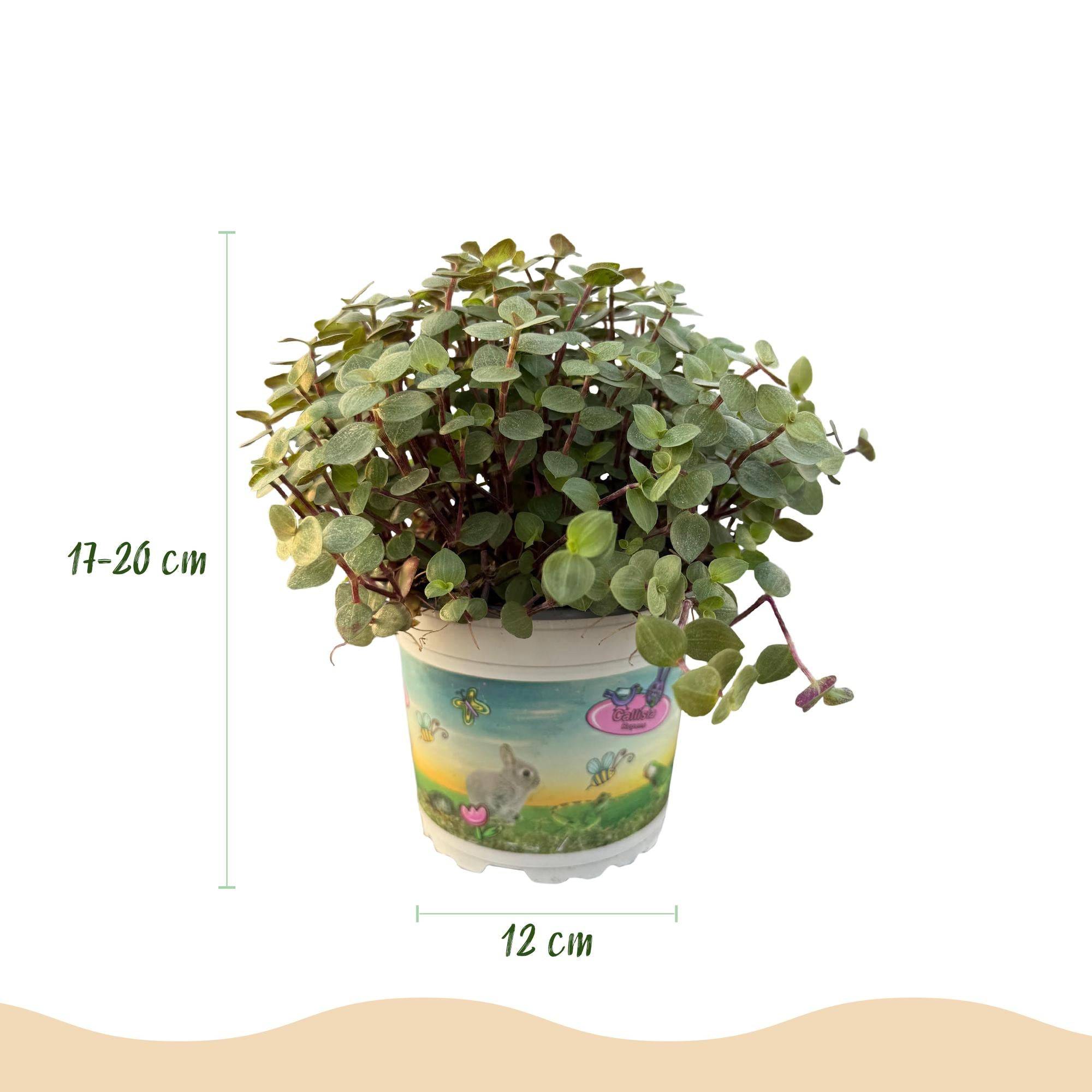 Calissia Repens - D12 H20cm - Image 3
