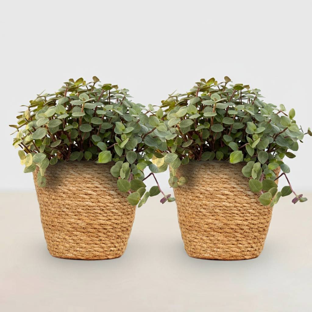 Calissia Repens - D12 H20cm - Image 2