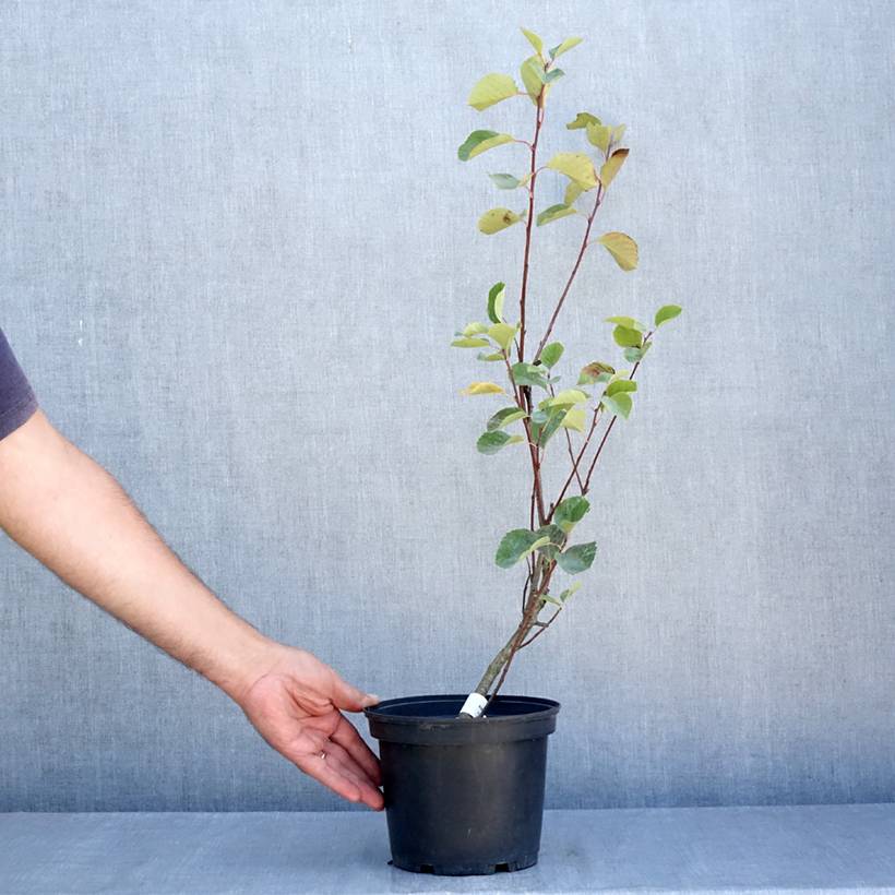 Promesse de Fleurs - Amelanchier Smoky Pot de 2L/3L - Image 2