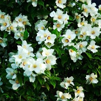 Seringat des jardins - Philadelphus Belle Etoile Godet de 8/9 cm