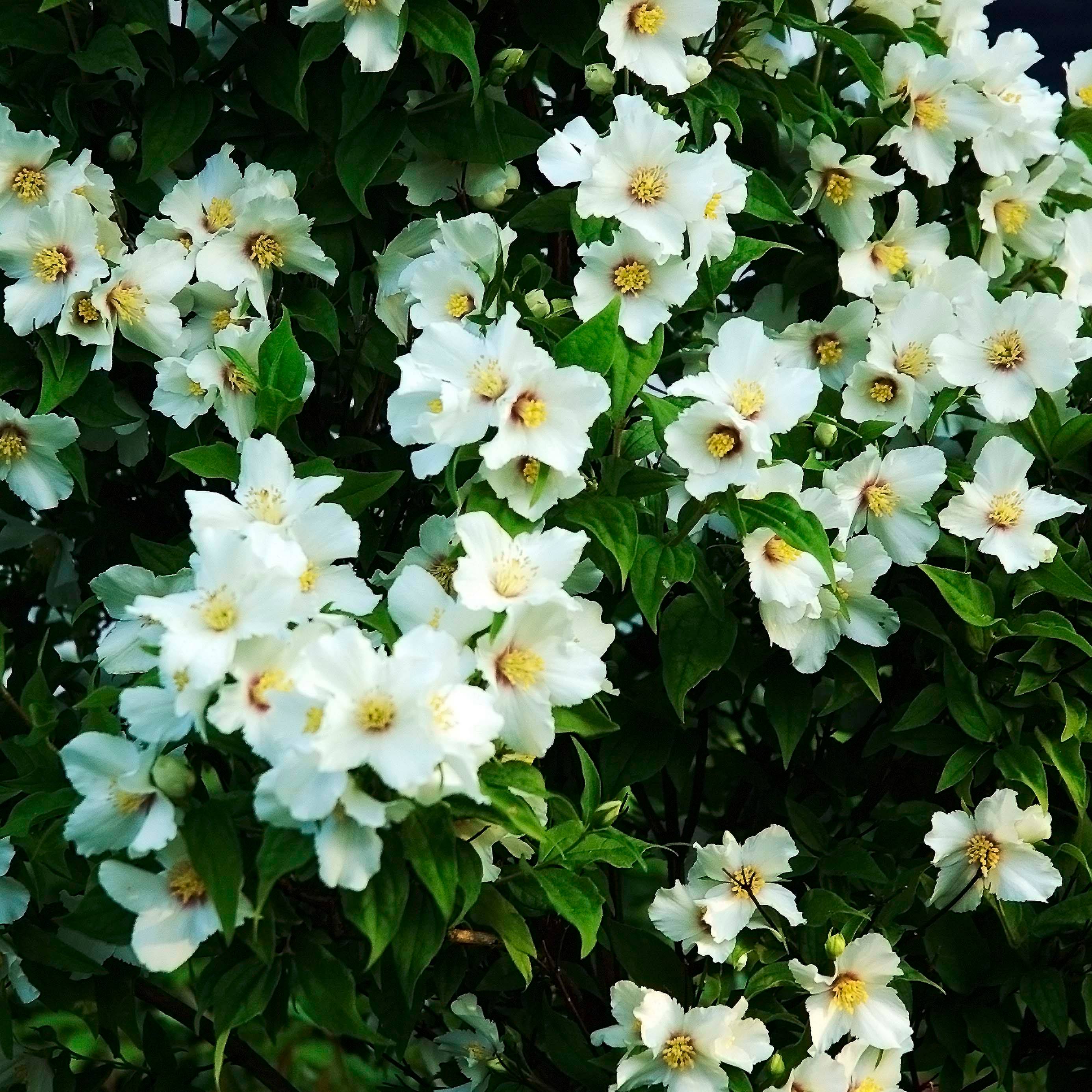 Seringat des jardins - Philadelphus Belle Etoile Godet de 8/9 cm