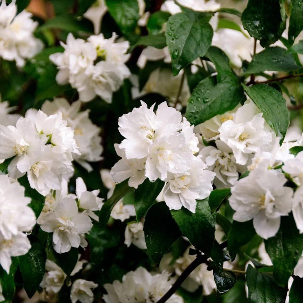 Seringat des jardins Mrs El Robinson, Philadelphus à fleurs Blanche/ - feuillage Caduc - Pot de 3L - 60/80 cm - Image 1