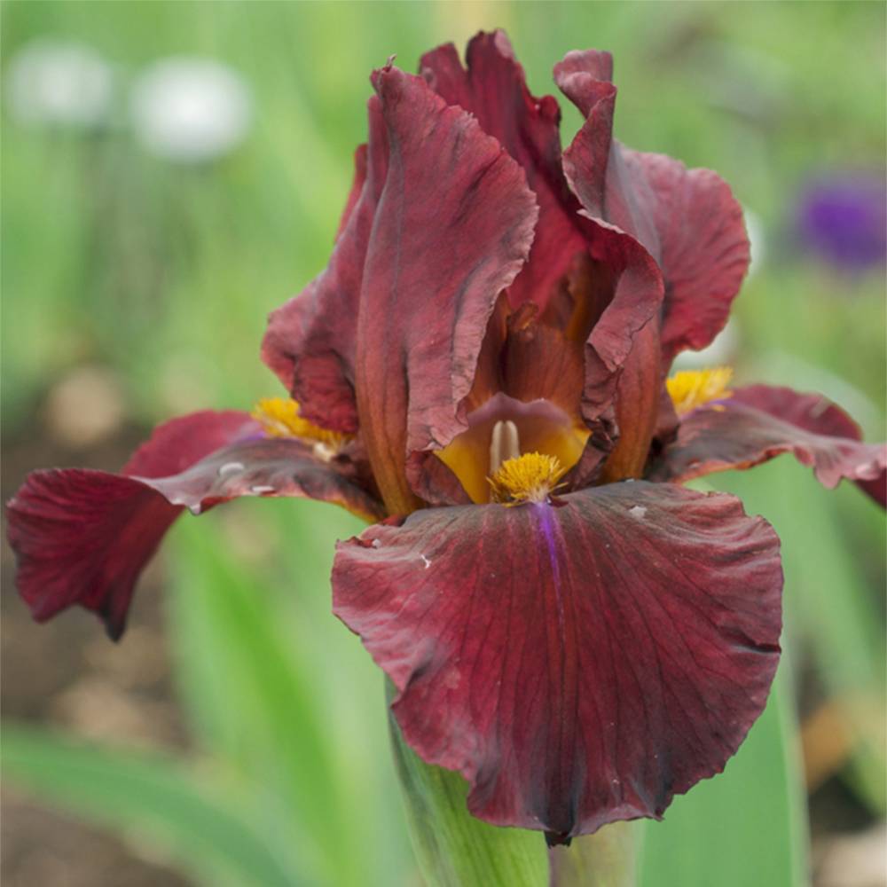 Promesse de Fleurs - Iris germanica Young Blood - Iris des Jardins Rhizome, Calibre 10/15, qualité extra