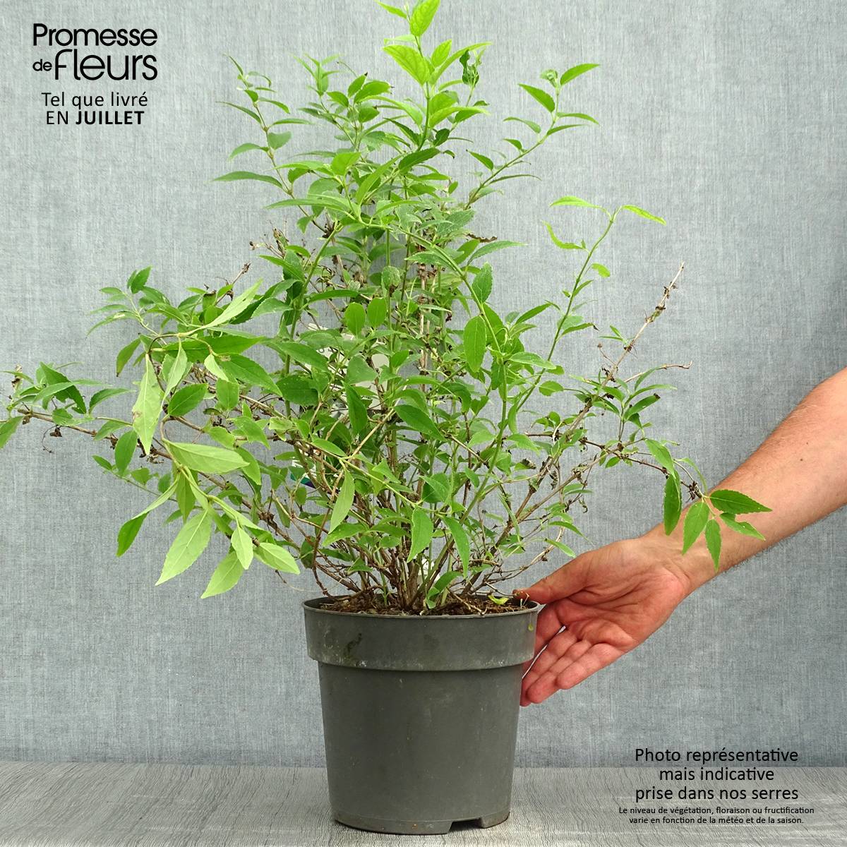Promesse de Fleurs - Deutzia gracilis - Deutzie Pot de 4L/5L - Image 2