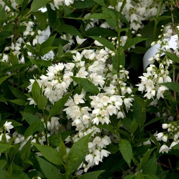Promesse de Fleurs - Deutzia gracilis - Deutzie Pot de 4L/5L - Image 1