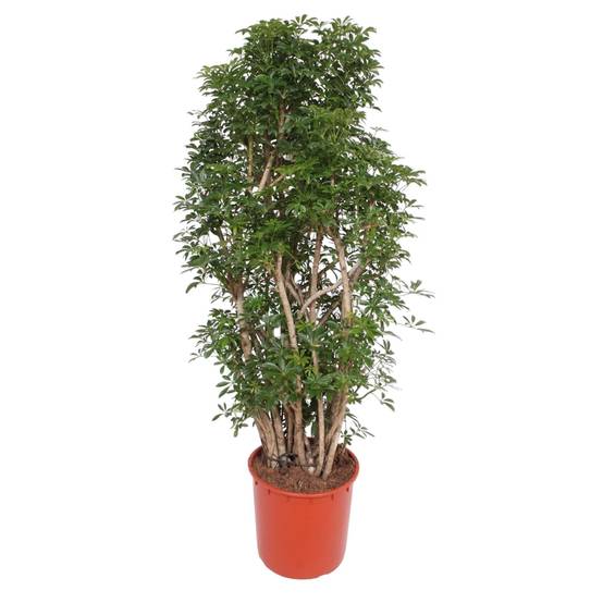 Scheflera Luseana 160cm - Plante d'intérieur- La Green Touch
