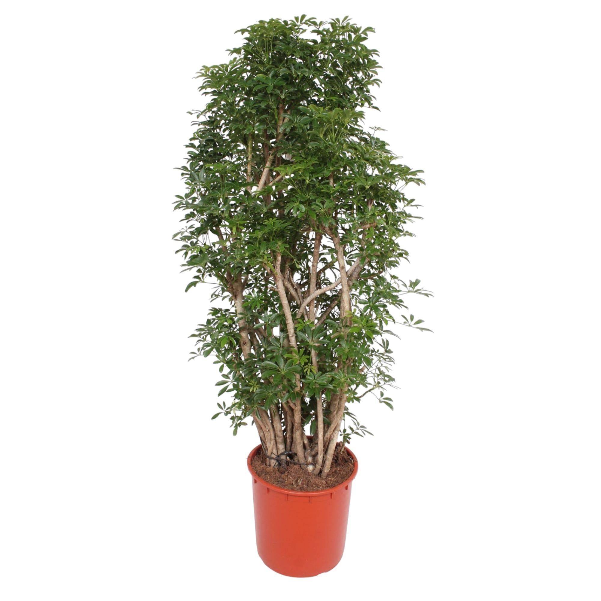 Scheflera Luseana 160cm - Plante d'intérieur- La Green Touch