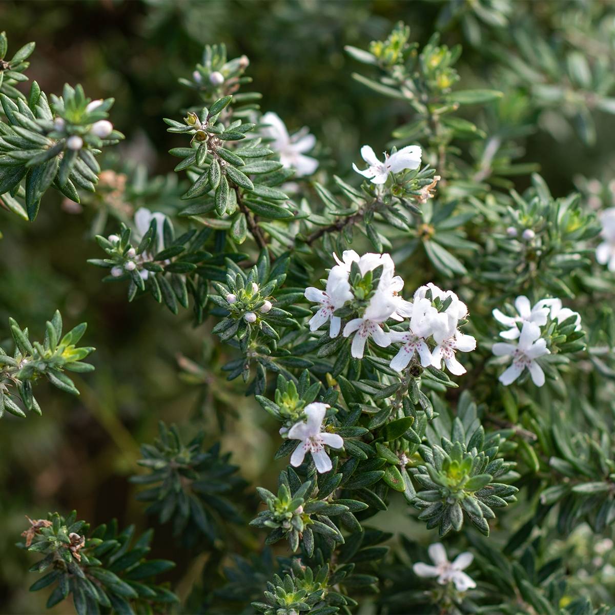 Westringia fruticosa Mundi - Romarin d'Australie Pot de 3L/4L - Image 1
