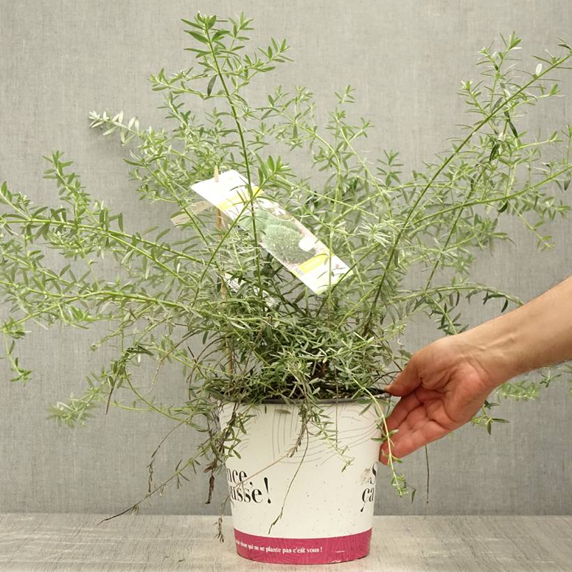 Westringia fruticosa Mundi - Romarin d'Australie Pot de 3L/4L - Image 2