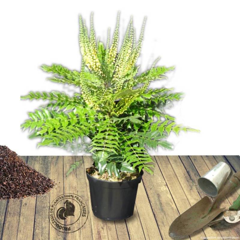 Mahonia Charity à fleurs Jaune - feuillage Persistant - Pot de 3L - 20/40 cm-  hauteur à maturité De 1,50 m à 2,00 m - Image 8