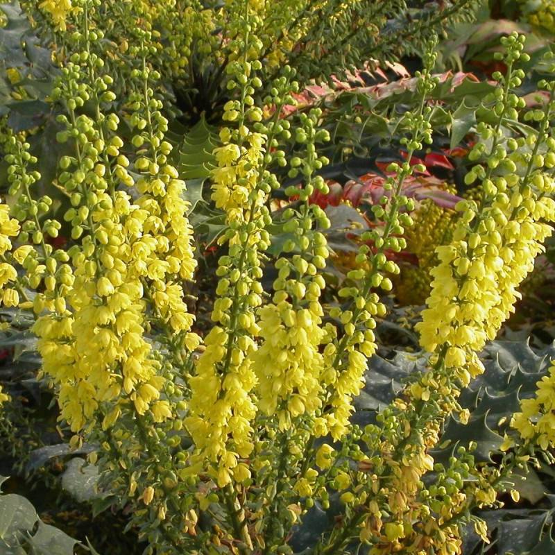 Mahonia Charity à fleurs Jaune - feuillage Persistant - Pot de 3L - 20/40 cm-  hauteur à maturité De 1,50 m à 2,00 m - Image 2