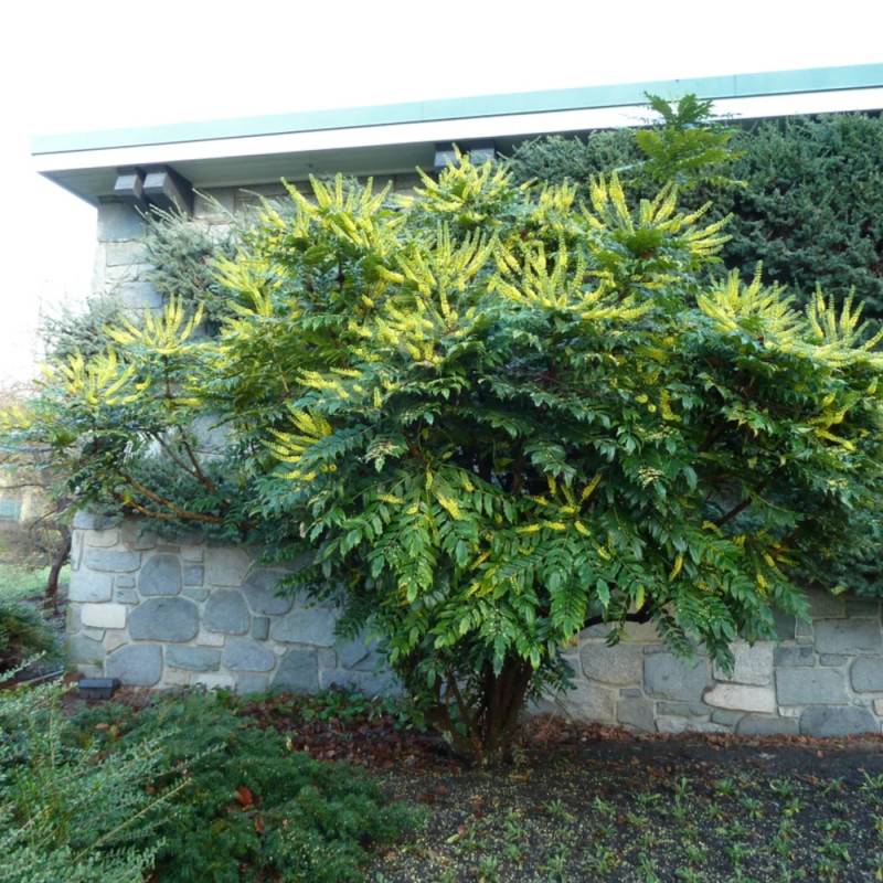 Mahonia Charity à fleurs Jaune - feuillage Persistant - Pot de 3L - 20/40 cm-  hauteur à maturité De 1,50 m à 2,00 m - Image 9