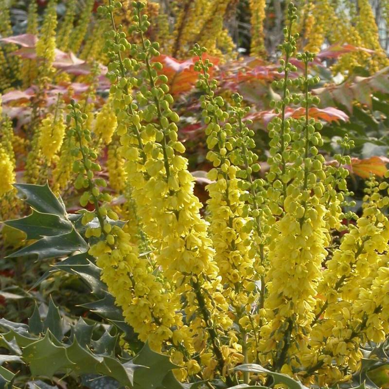 Mahonia Charity à fleurs Jaune - feuillage Persistant - Pot de 3L - 20/40 cm-  hauteur à maturité De 1,50 m à 2,00 m - Image 5