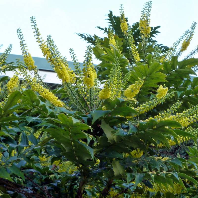 Mahonia Charity à fleurs Jaune - feuillage Persistant - Pot de 3L - 20/40 cm-  hauteur à maturité De 1,50 m à 2,00 m - Image 10