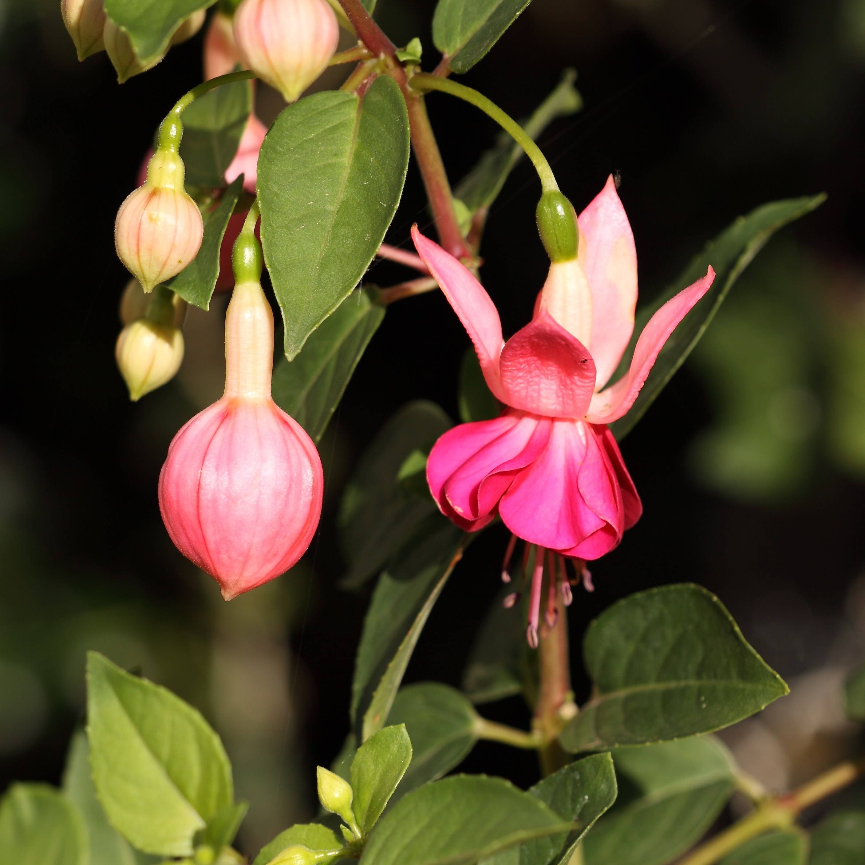 Fuchsia retombant Bella Rosella Mini-motte Ø 1,5/2,5 cm, Plant vert de 5 à 10 cm de haut (par 5)