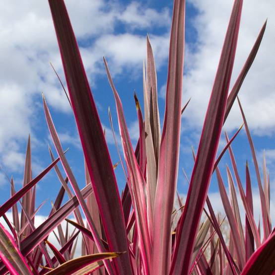 Cordyline Super Star - Pot de 4L - 40/60 cm - Image 1