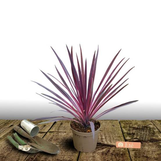 Cordyline Super Star - Pot de 4L - 40/60 cm - Image 3