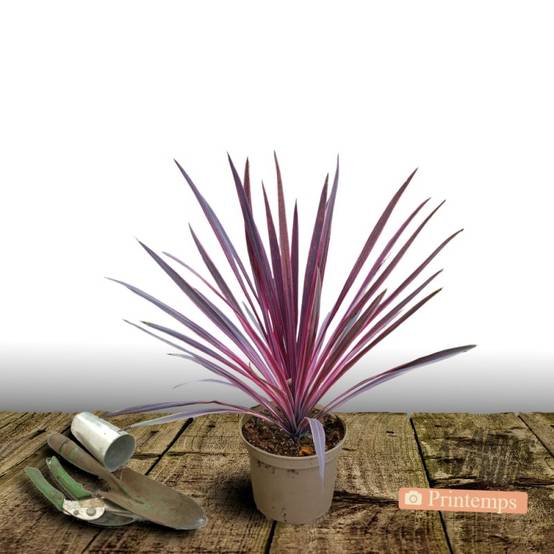 Cordyline Super Star - Pot de 4L - 40/60 cm - Image 5