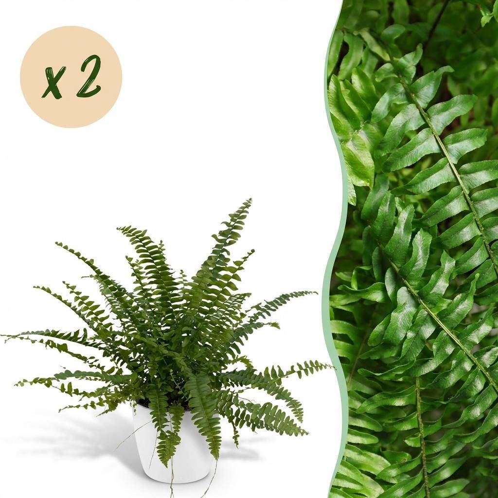 Nephrolepsis exaltata Green Lady - Pet-friendly - Pot de 12cm - Hauteur 25-30cm - 2 plantes - Blanc - Plantes d'intérieur