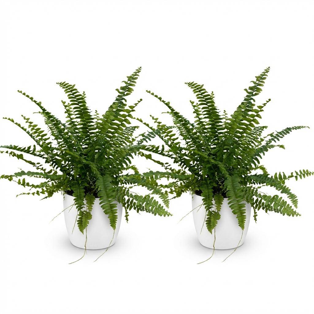 Nephrolepsis exaltata Green Lady - Pet-friendly - Pot de 12cm - Hauteur 25-30cm - 2 plantes - Blanc - Plantes d'intérieur - Image 2