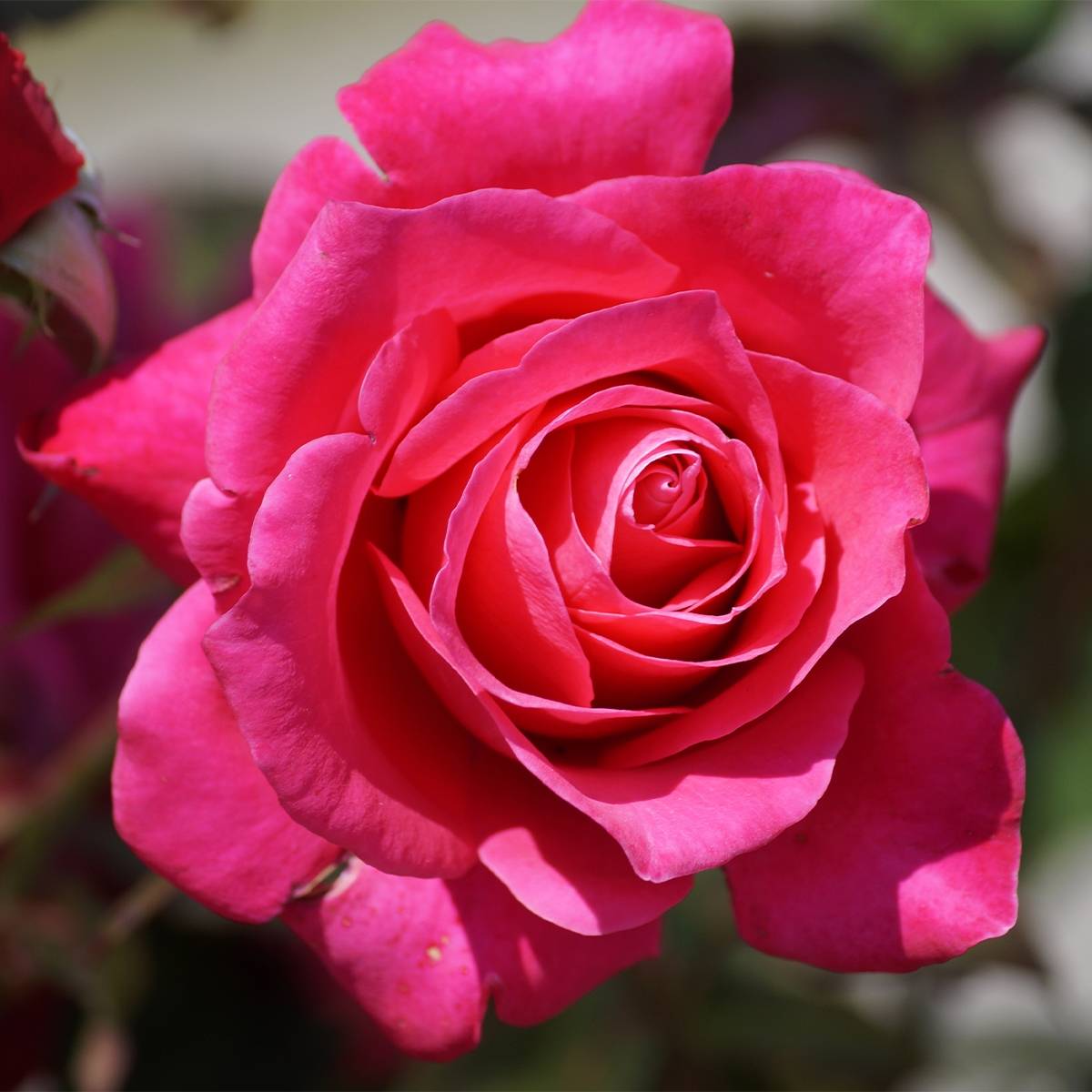 Promesse de Fleurs - Rosier à grandes fleurs Kazatchok Racines nues en motte