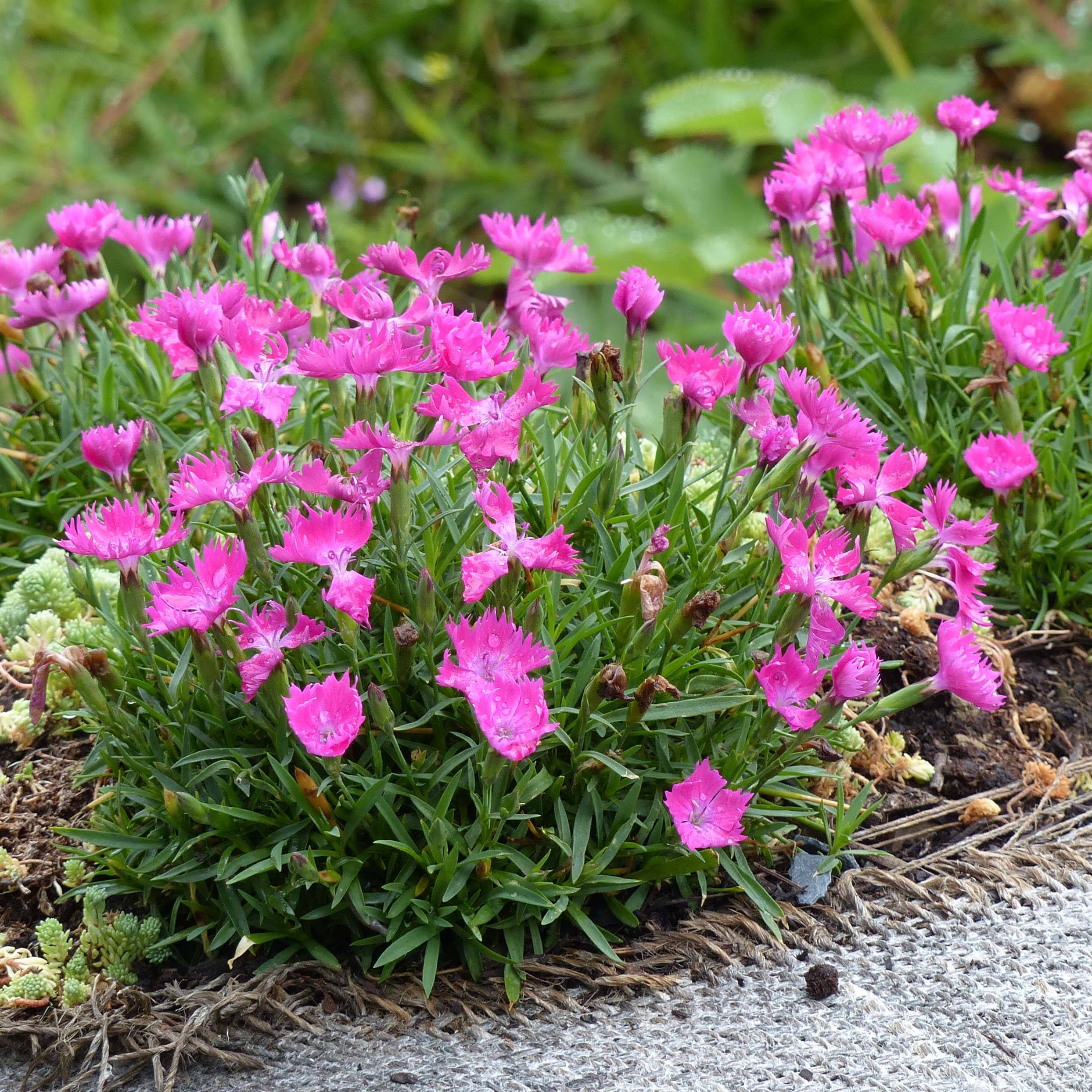 Promesse de Fleurs - Dianthus gratianopolitanus Kahori - Œillet de pentecôte Godet de 7/8 cm