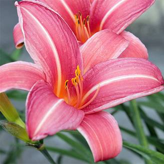 Promesse de Fleurs - Hémérocalle Neyron Rose - Lis d'un jour rose framboise vif à médiane blanche. Godet de 8/9 cm